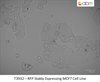 RFP Stably Expressing MCF7 Cell Line