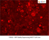 RFP Stably Expressing MCF7 Cell Line
