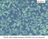 GALE Stable Knockout HEK293T Cell Line (Clone 4)