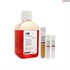 Primary Astrocyte Culture Medium-complete, Low Serum Medium