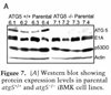 Atg5 Knockout Immortalized Mouse Kidney Epithelial Cell Line