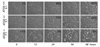 Atg5 Knockout Immortalized Mouse Kidney Epithelial Cell Line