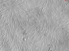 Bovine Brain Microvascular Endothelial Cells, P1