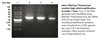 BlasTaq DNA Polymerase