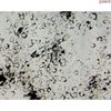 Bovine Iris Pigment Epithelial Cells