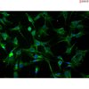 Bovine Iris Pigment Epithelial Cells