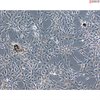 Bovine Iris Pigment Epithelial Cells