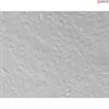 <strong>NEW!</strong> Bovine Lens Epithelial Cells