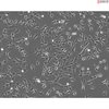 <strong>NEW!</strong> Bovine Lens Epithelial Cells
