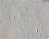 <b>NEW!</b> Bovine Meningeal Cells