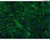 <b>NEW!</b> Bovine Meningeal Cells