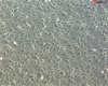 <b>NEW!</b> Bovine Meningeal Cells