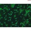 <strong>NEW!</strong> Bovine Oral Fibroblasts