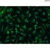 <strong>NEW!</strong> Bovine Retinal Pigment Epithelial Cells