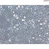 <strong>NEW!</strong> Bovine Retinal Pigment Epithelial Cells