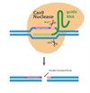 Cas9 Nuclease NLS Protein
