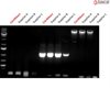 CitriNStart Taq PCR Master Mix, 2x