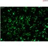 CRE/CREB GFP Reporter Vector