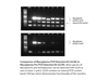 Mycoplasma Pro PCR Detection & Elimination Kit