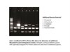 Mycoplasma PCR Detection & Elimination Kit