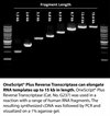 OneScript Plus Reverse Transcriptase