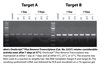 OneScript Plus Reverse Transcriptase