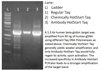 Anti-Taq Antibody