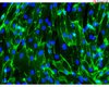 hPSC-derived Endothelial Cells