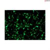 HRE GFP Reporter Vector