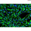 Human Induced Pluripotent Stem Cell-derived Astrocytes