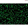 Human Induced Pluripotent Stem Cell-derived Astrocytes