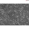 Human Neurons-midbrain (HN-mb), Passage 0