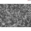 Human Neurons-midbrain (HN-mb), Passage 0