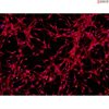 Human Pluripotent Stem Cell-derived Astrocytes
