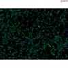 Human Pluripotent Stem Cell-derived Astrocytes