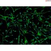 Human Pluripotent Stem Cell-derived Astrocytes