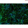 Human Pluripotent Stem Cell Derived-Cortical Neurons