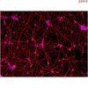 <b>NEW!</b> Human Pluripotent Stem Cell Derived-GABAergic Neurons