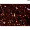 <b>NEW!</b> Human Pluripotent Stem Cell Derived-GABAergic Neurons
