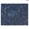 <b>NEW!</b> Human Pluripotent Stem Cell Derived-GABAergic Neurons