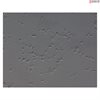<b>NEW!</b> Human Pluripotent Stem Cell Derived-GABAergic Neurons