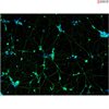 <b>NEW!</b> Human Pluripotent Stem Cell Derived-GABAergic Neurons