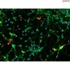 Human Pluripotent Stem Cell Derived-Glutamatergic Neurons