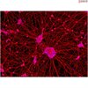 <b>NEW!</b> Human Pluripotent Stem Cell Derived-Motor Neurons