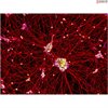 <b>NEW!</b> Human Pluripotent Stem Cell Derived-Motor Neurons