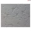 <b>NEW!</b> Human Pluripotent Stem Cell Derived-Motor Neurons