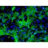 <b>NEW!</b> Human Pluripotent Stem Cell Derived-Pericytes