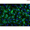 <b>NEW!</b> Human Pluripotent Stem Cell Derived-Pericytes