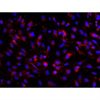 <b>NEW!</b> Human Pluripotent Stem Cell Derived-Pericytes