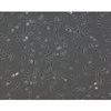 <b>NEW!</b> Human Pluripotent Stem Cell Derived-Pericytes